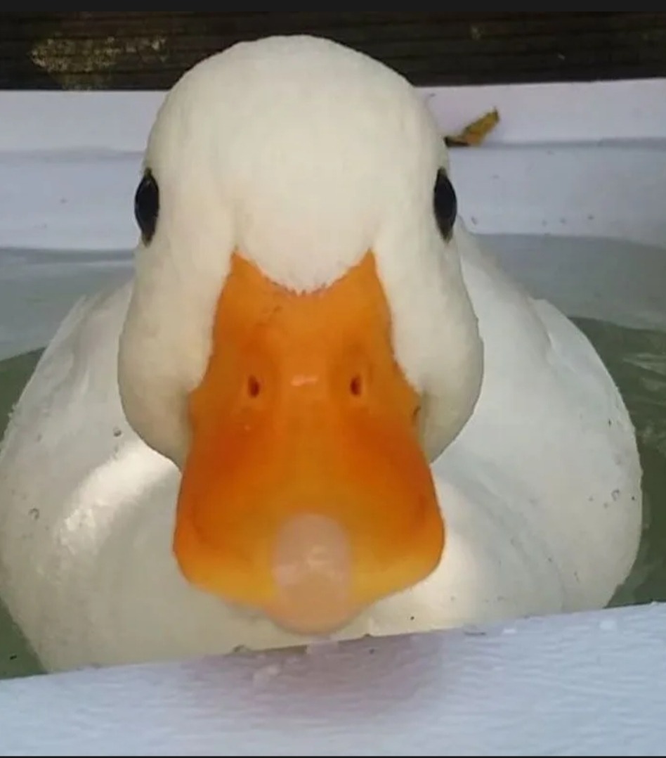 Zakharia - Westerlo - Anvers | Rencontre Discrète